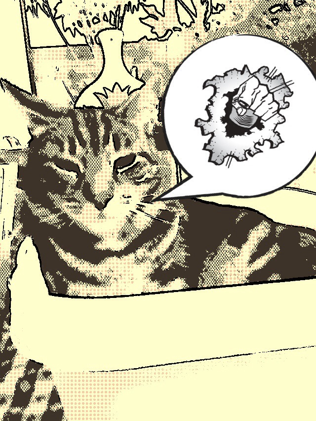 Sunny the cat